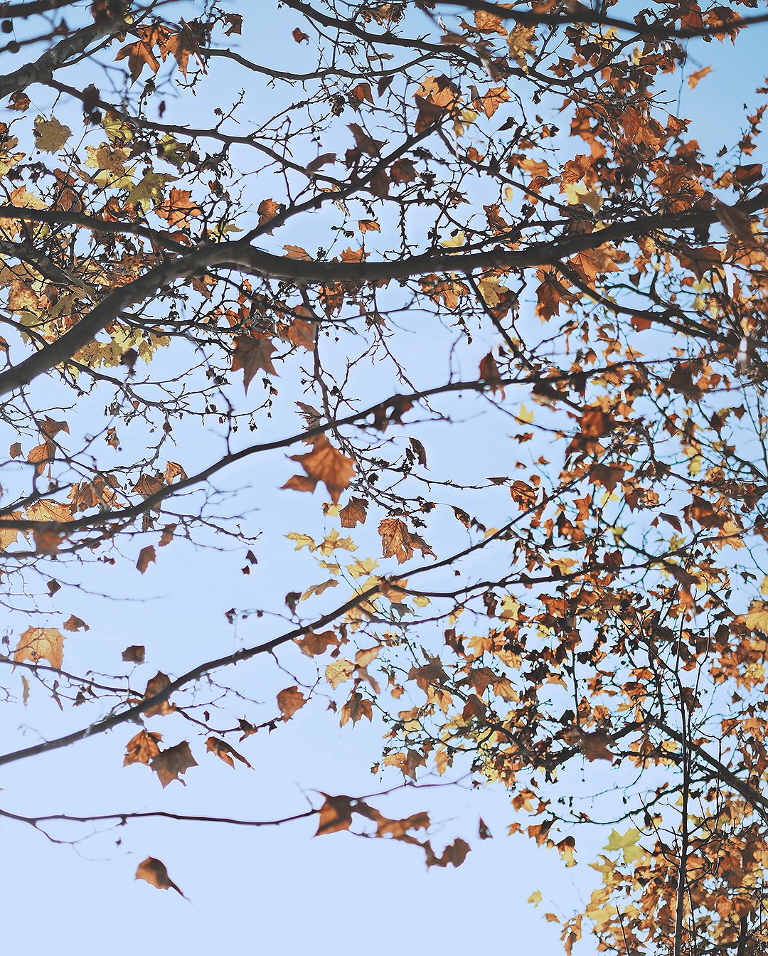 autumn-in-madrid-trees